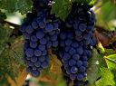 Merlot Vineyard
